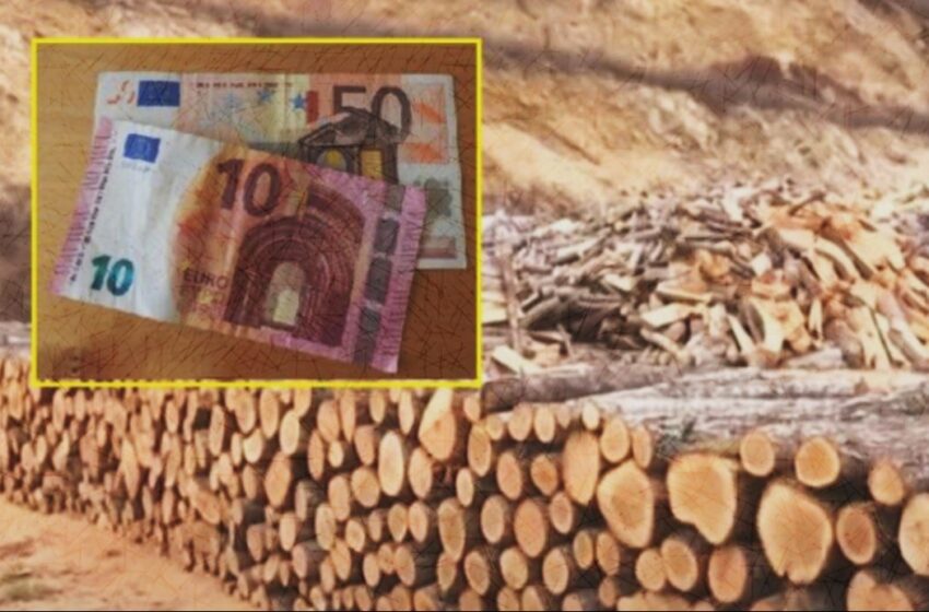  Deri në 60 euro për metër, qytetarët ankohen për çmimin e drunjve