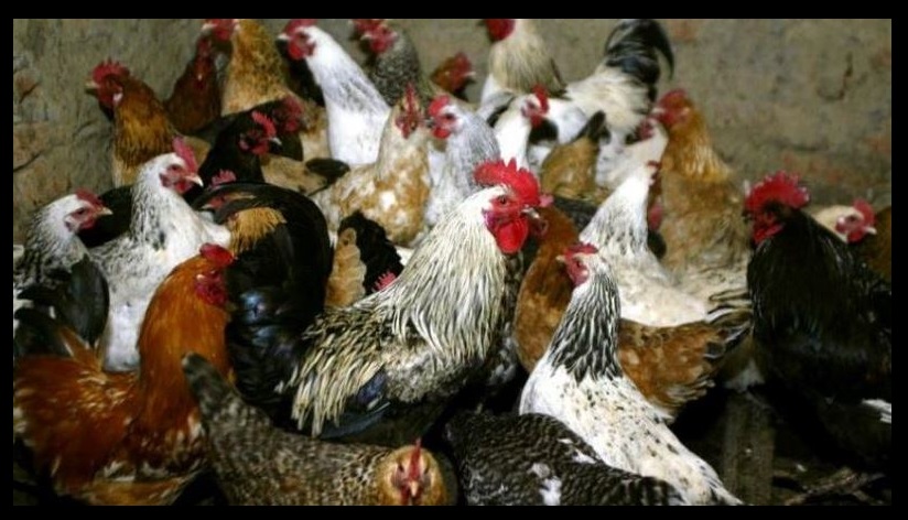 Blenë katër pula dhe një gjel të vjedhur, dënohen me 3 muaj burg me kusht
