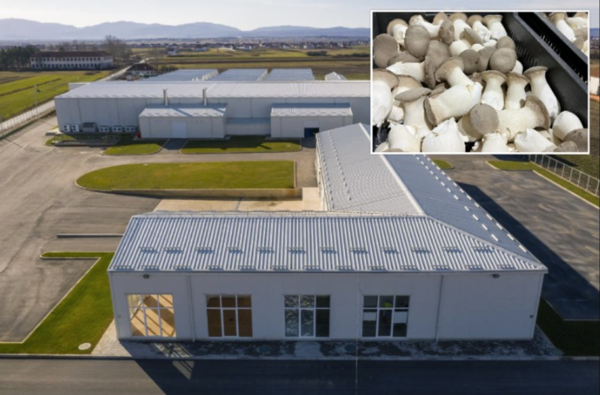  Hapet në Kosovë fabrika e këpurdha e më e madhja në Evropë, punësohen mbi 60 persona