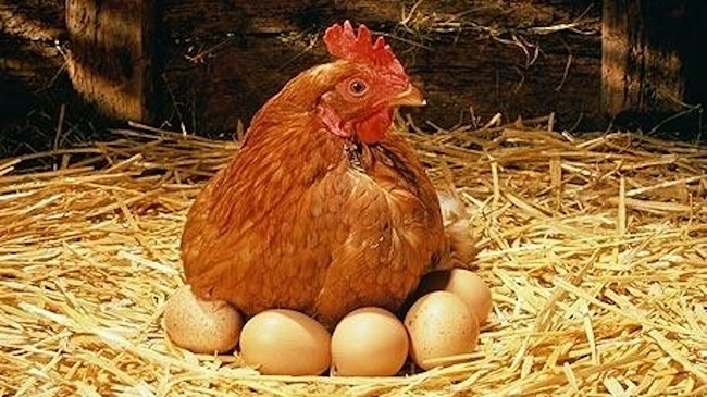  Izraeli zhvillon pulën që bën vezë nga të cilat çelin vetëm zogj femra