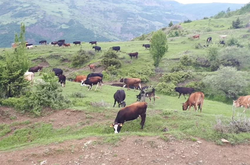  𝗔𝗿𝗿𝗲𝘀𝘁𝗼𝗵𝗲𝘁 kosovari, 𝗱𝘆𝘀𝗵𝗼𝗵𝗲𝘁 se fuste lopët në të 𝘇𝗲𝘇ë𝗻 nga Serbia përmes Karaçevës